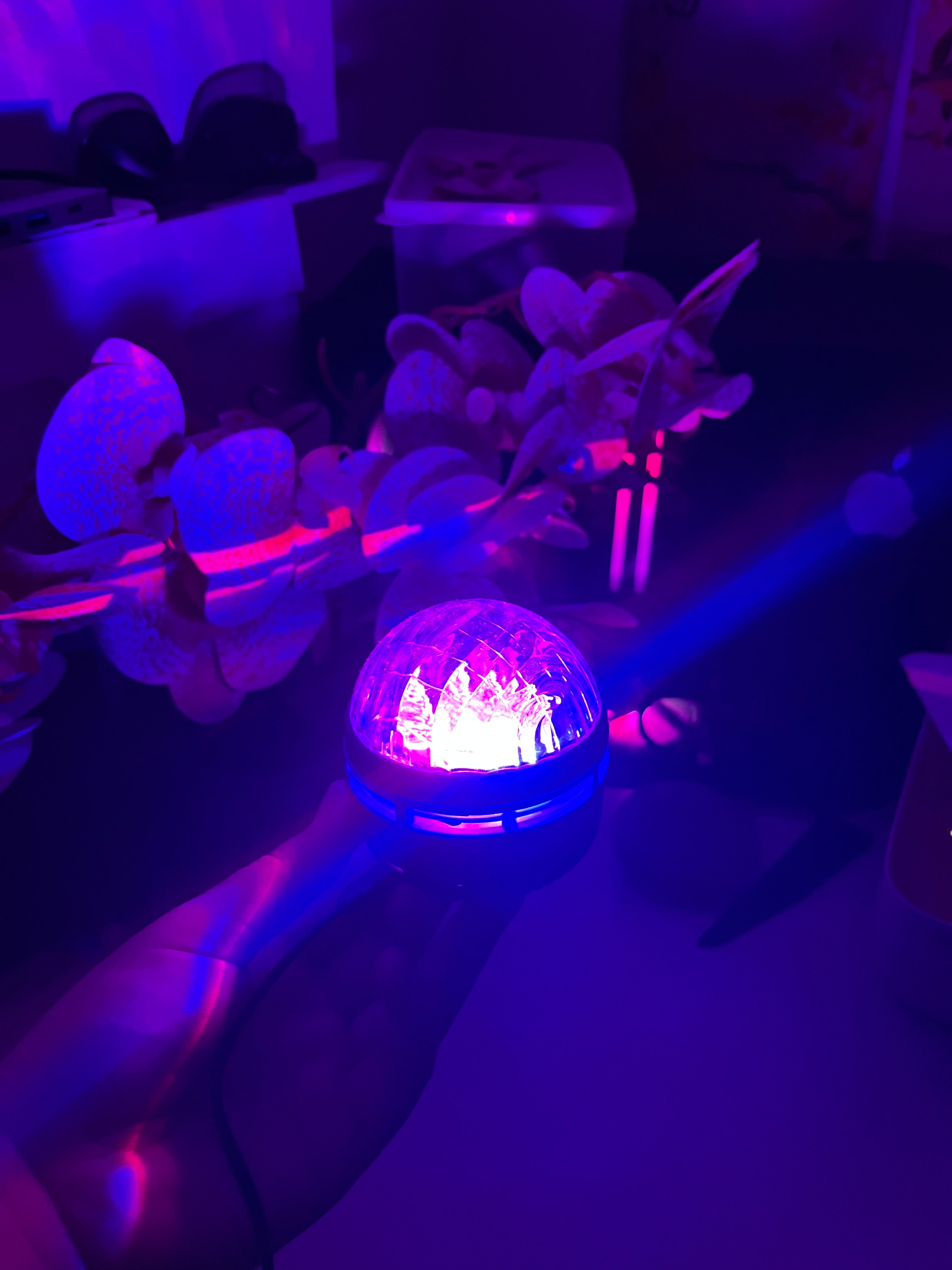 Lumenly Aurora